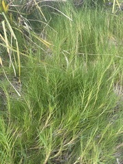 Distichlis distichophylla