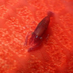 Zenopontonia soror
