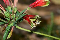 Alstroemeria psittacina
