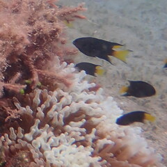 Neopomacentrus violascens