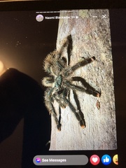 Avicularia avicularia
