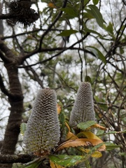 Banksia serrata