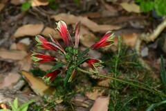 Alstroemeria psittacina