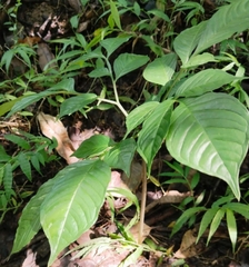 Amorphophallus