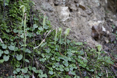Pterostylis trullifolia