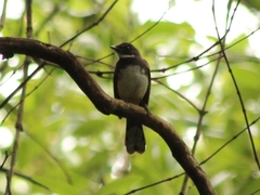 Rhipidura javanica