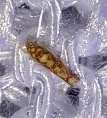 Dikrella maculata