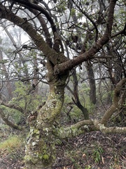 Banksia serrata