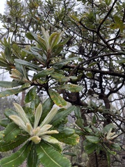 Banksia serrata