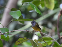 Culicicapa ceylonensis