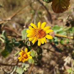 Tithonia