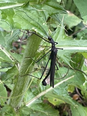 Pseudophasma unicolor