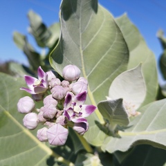 Calotropis procera