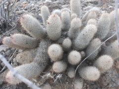 Mammillaria pottsii