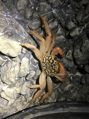 Geograpsus lividus