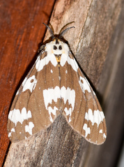 Lymantria atemeles