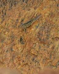 Austracris guttulosa