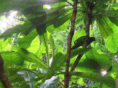 Cyanoramphus cookii