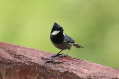 Periparus rubidiventris
