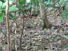 Chalcophaps longirostris