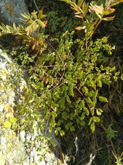 Thalictrum foetidum