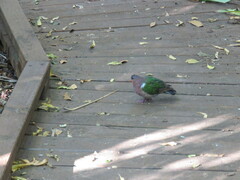 Chalcophaps longirostris