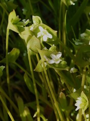 Claytonia parviflora