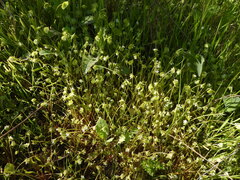 Claytonia parviflora