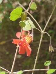 Rhabdothamnus solandri