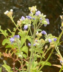 Polemonium occidentale
