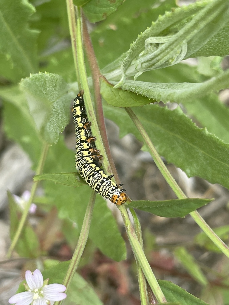 Willowherb Daymoth from Cameron Way, Pakenham, VIC, AU on December 30