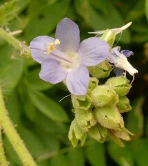 Polemonium occidentale