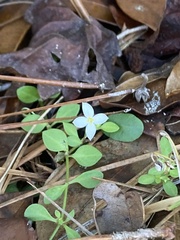Houstonia procumbens