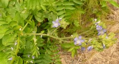 Polemonium occidentale