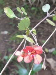 Rhabdothamnus solandri