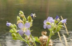 Polemonium occidentale