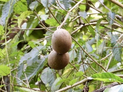 Tabernaemontana donnell-smithii