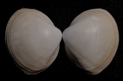 Mactra quadrangularis