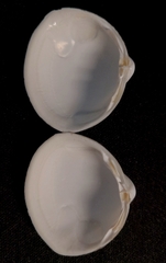 Mactra quadrangularis