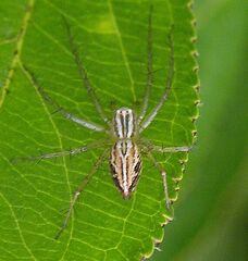 Oxyopes salticus