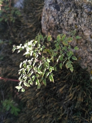 Thalictrum foetidum