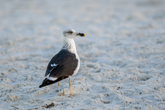 Larus fuscus graellsii