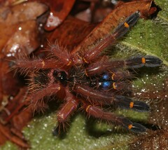 Ephebopus cyanognathus