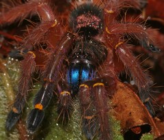 Ephebopus cyanognathus