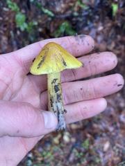 Hygrocybe