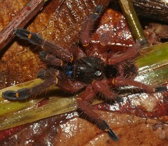 Ephebopus cyanognathus