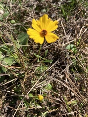 Coreopsis leavenworthii