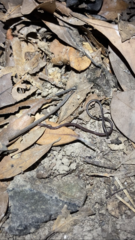 Indotyphlops albiceps