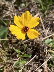 Coreopsis leavenworthii