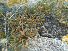 Selaginella sanguinolenta